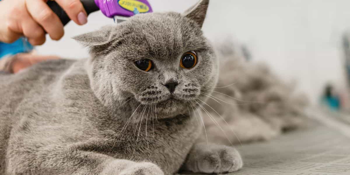 Why Mobile Cat Grooming Services Are Revolutionizing Pet Care in 2025